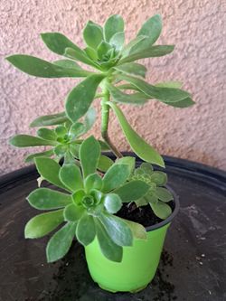 Plantita  Suculenta