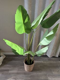 Indoor Plant