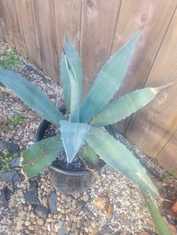2 Large Agave