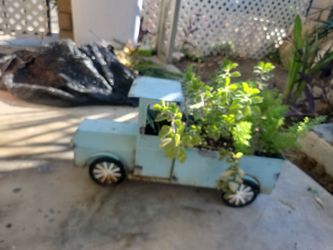 Vintage truck asparagus fern and lobster plant
