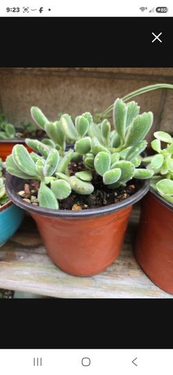 Cotyledon tometosa,garrita de oso.