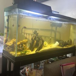 55 Gallon Fish Tank With Filter Stand And Cover( Decorations Not Included And Fish)