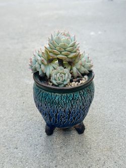 Succulents plants 🪴 