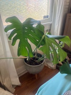 Monstera plant & pot
