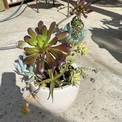Large Beautiful Succulent