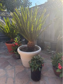 Sago palm