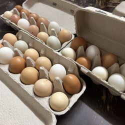 Organic Fresh Farm eggs 