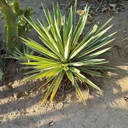Green Yucca  Plant  $50 Each Plant 