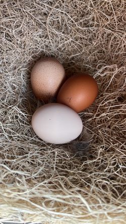 Dozen Fresh Eggs from our backyard hens