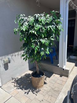 6 Ft Artificial Ficus Tree in Decorative Woven Basket