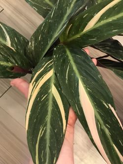 Stunning Stromanthe Magic Star - Giant Leaves - Large Plant
