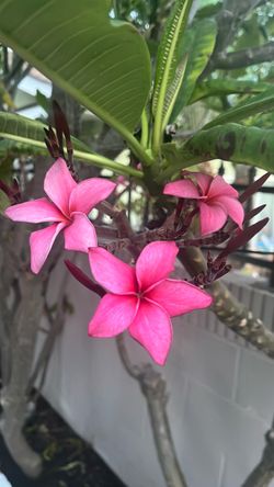 Singapore pink, Kanoke Sunburst, Hawaiian Sunset, Dwarf Singapore Pink, Susana Saint Amour