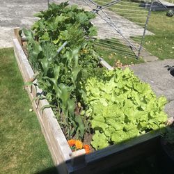 Planters Raised Beds Vegetables Garden 