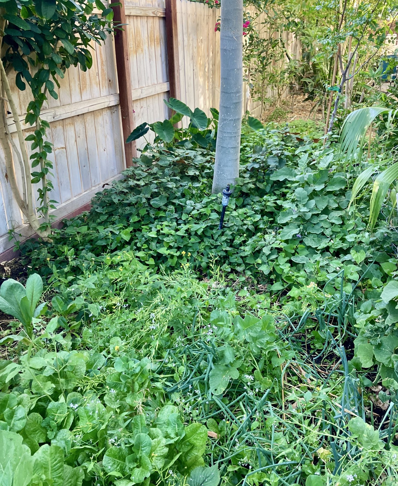 Perennial plants, Bamboo, Galangal and more