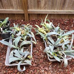 Agave Plant Pups