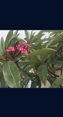 Plumeria hawaiana plant branch magenta pink