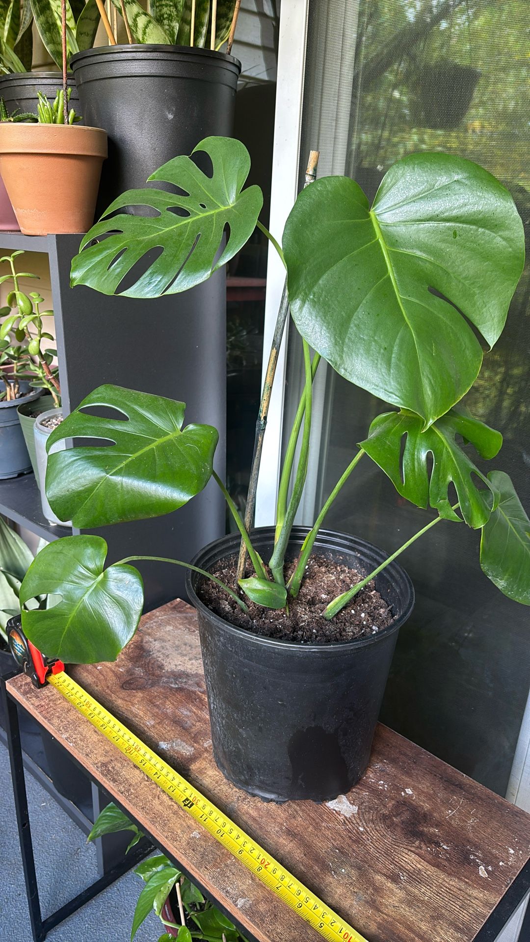 Philo Monstera Plant