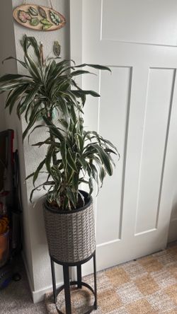 Big healthy dracaena plant with plant stand