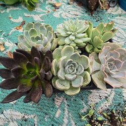 4 to 5 inch succulents entire tray