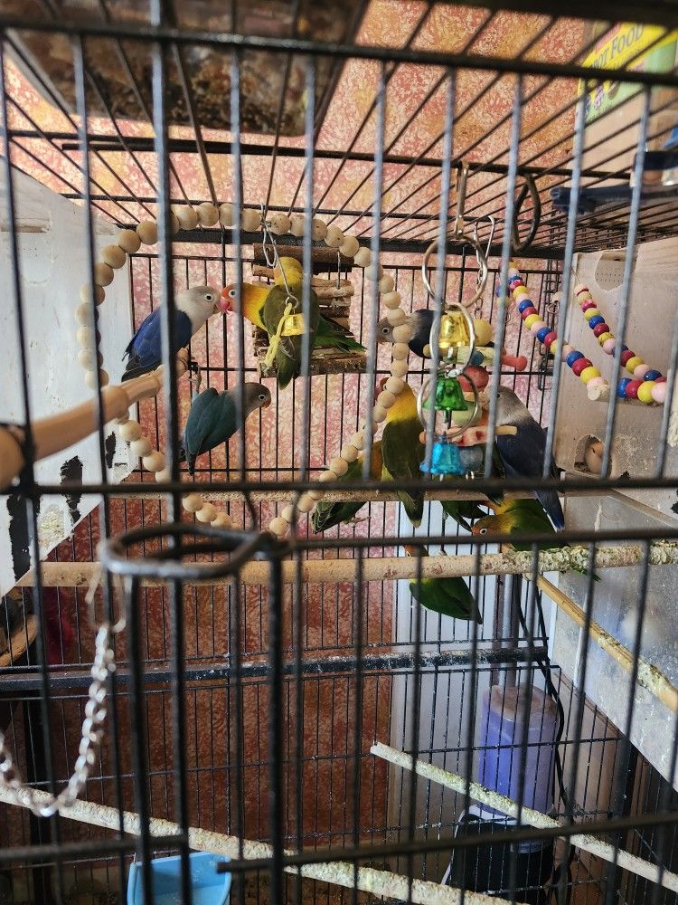 Birds Cage 100each