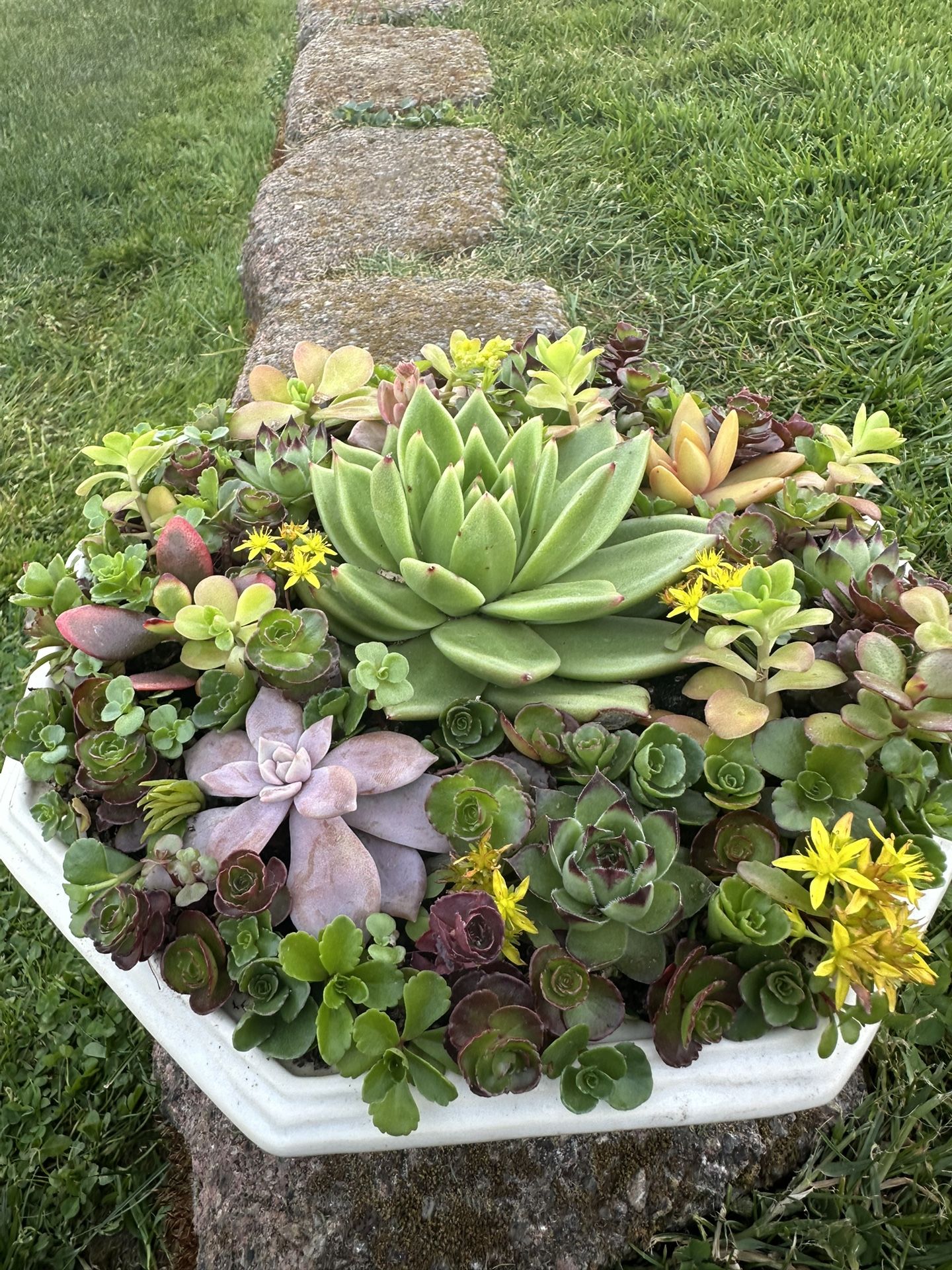 Succulents Plants Arrangement In It’s Own Container.