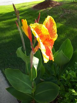 Cana Lily Plants. With Orage Flowers 