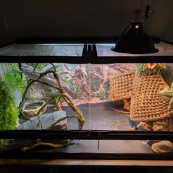 Bearded Dragon Tank