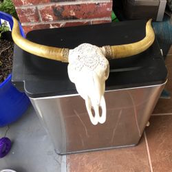 Cow Skull 