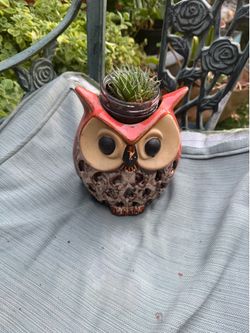 Owl with lace aloe