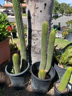 Cactus