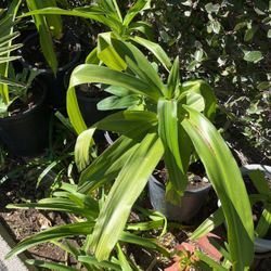 Lilly Plants In Pot Decorative Green With White Flowers 