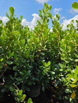 huge clusias over 6 feet tall  Instant  privacy Hedge for fence