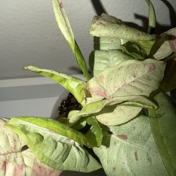 Syngonium, Milk Confetti