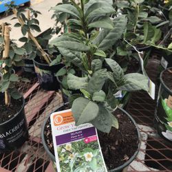 Green Tea 1 Gal Plant Tree