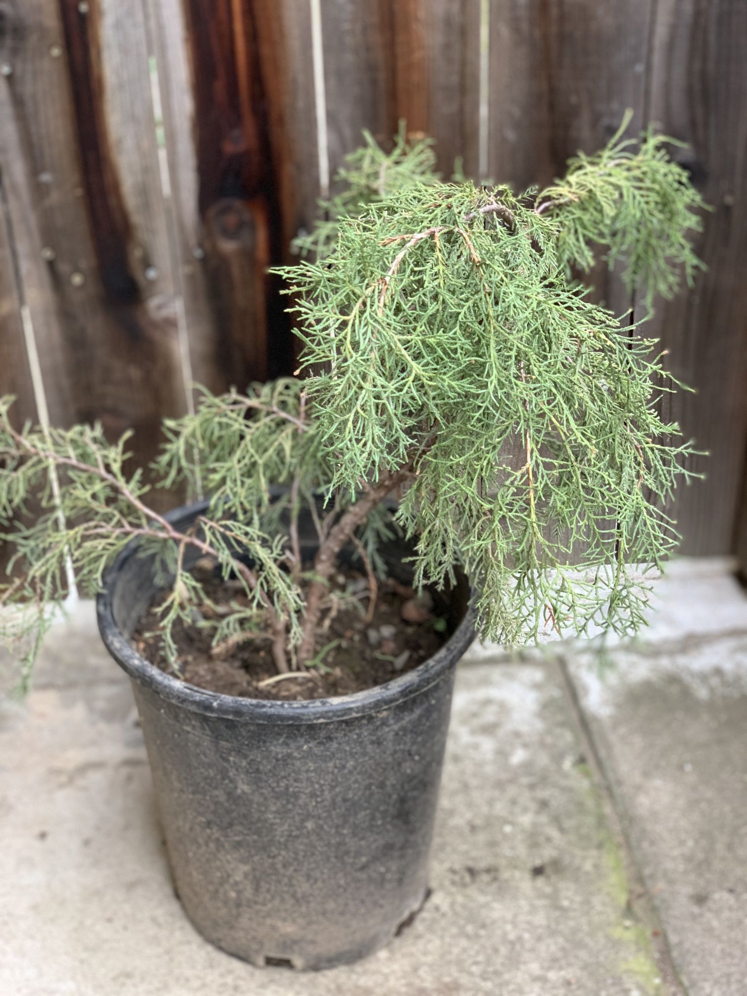 Bonsai Style Juniper Plant in 5 Gallon Pot