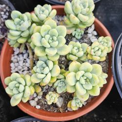 Assorted Succulents In Gallon Pots For $4