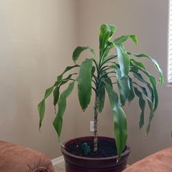 Indoor Plant Large Pot 