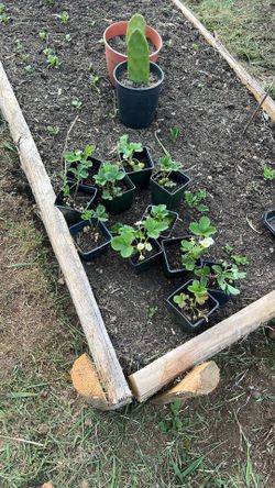 fresa strawberry organic