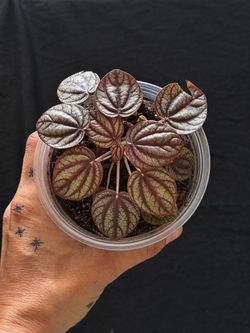 Peperomia ‘Bandito’ – Rare Ripple Peperomia