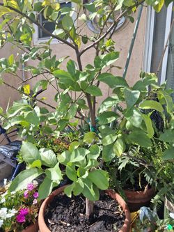 Plantas