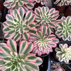 Rare Aeonium Pink Witch Succulent 
