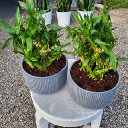 Lucky Bamboo Plant 8" Ceramic $10 Each