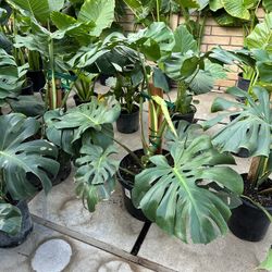 Monstera Plants $