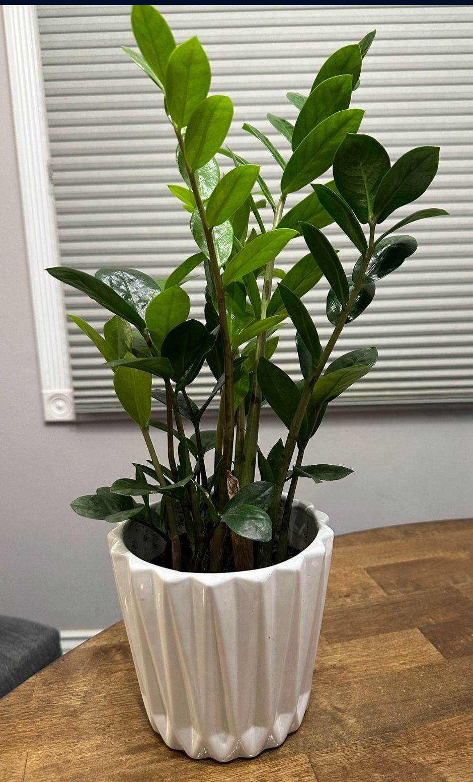 Potted ZZ Plant-6” Pot