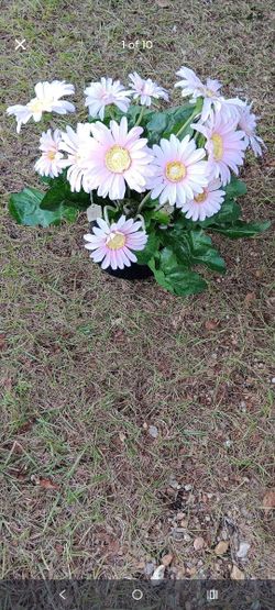 Band New Flowers