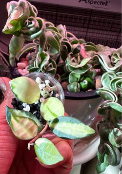 Hoya Lacunosa Queen Midori