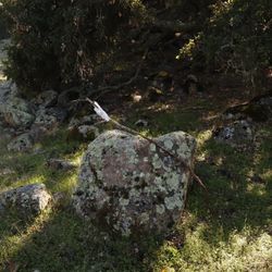 Boulders For sale All shapes and sizes