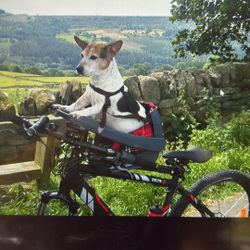 Original Buddyrider Bicycle Dog Sealedcase 