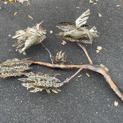 Vintage Mid Century Modern Brass Bird Wall Sculpture – Curtis Jere Style – Large