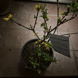 Forsythia